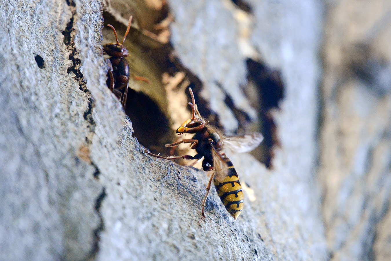 hoornaar (vespa crabo) 10-2024 0931