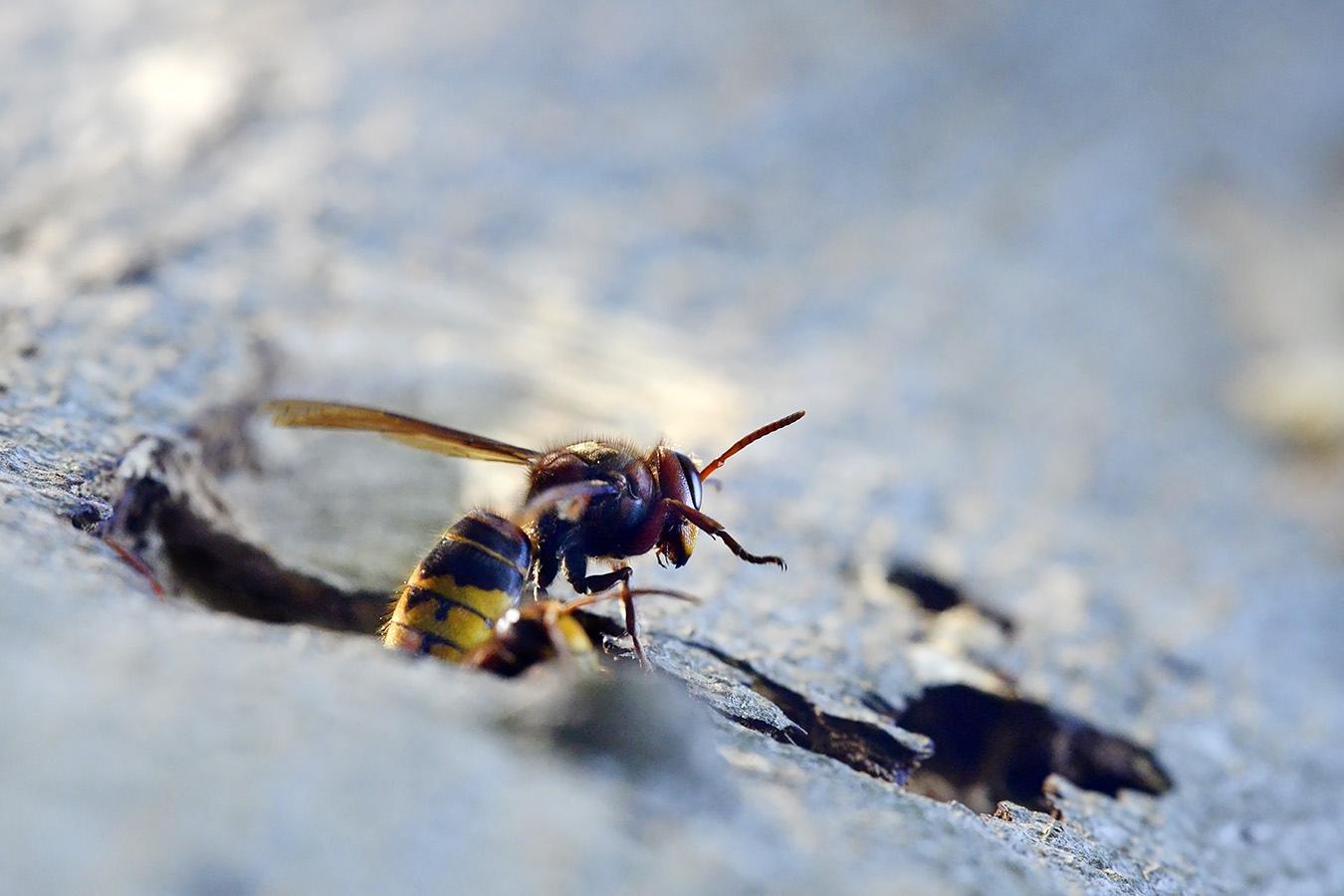 hoornaar (vespa crabo) 10-2024 0963