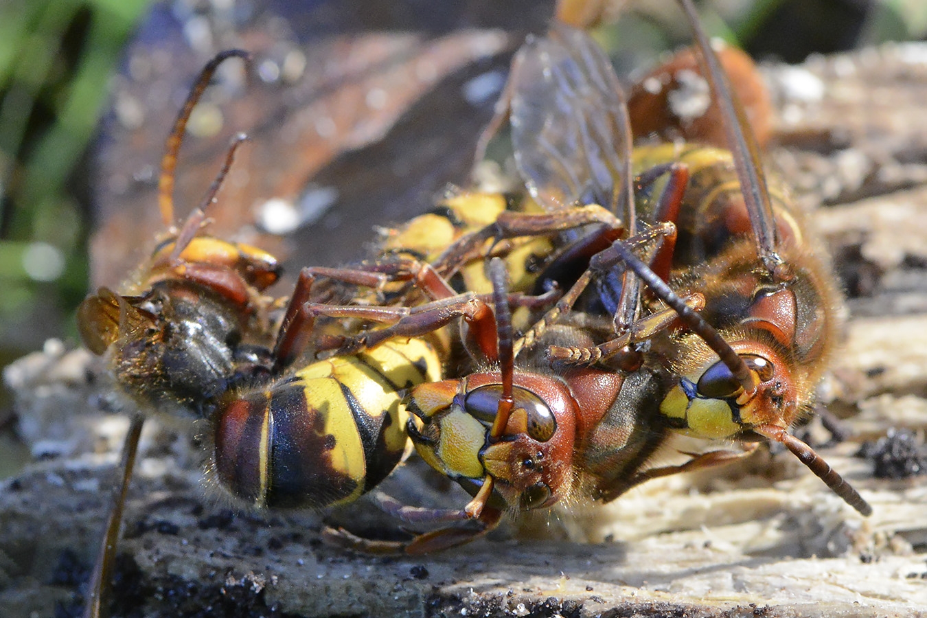 hoornaar (vespa crabo) 10-2024 1097