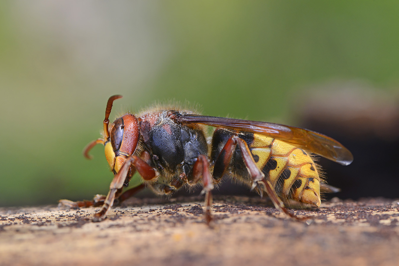 hoornaar (vespa crabo) 4-2023 7439