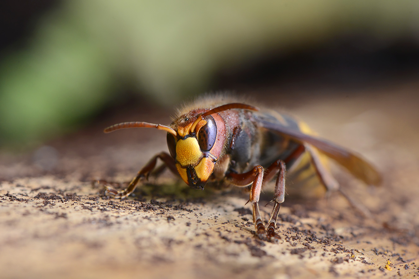 hoornaar (vespa crabo) 4-2023 7441