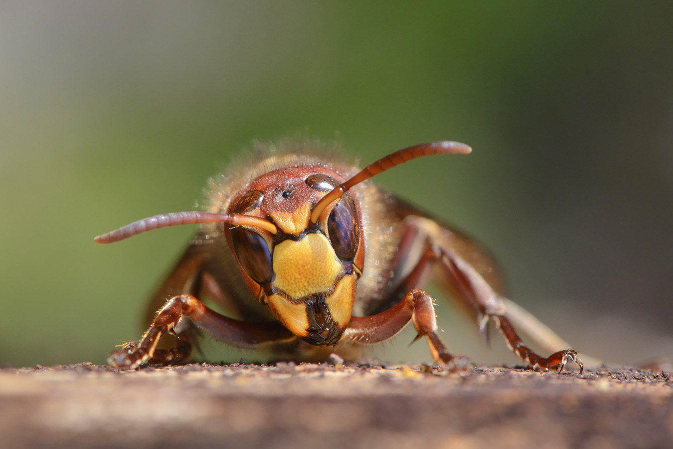 hoornaar (vespa crabo) 4-2023 7454