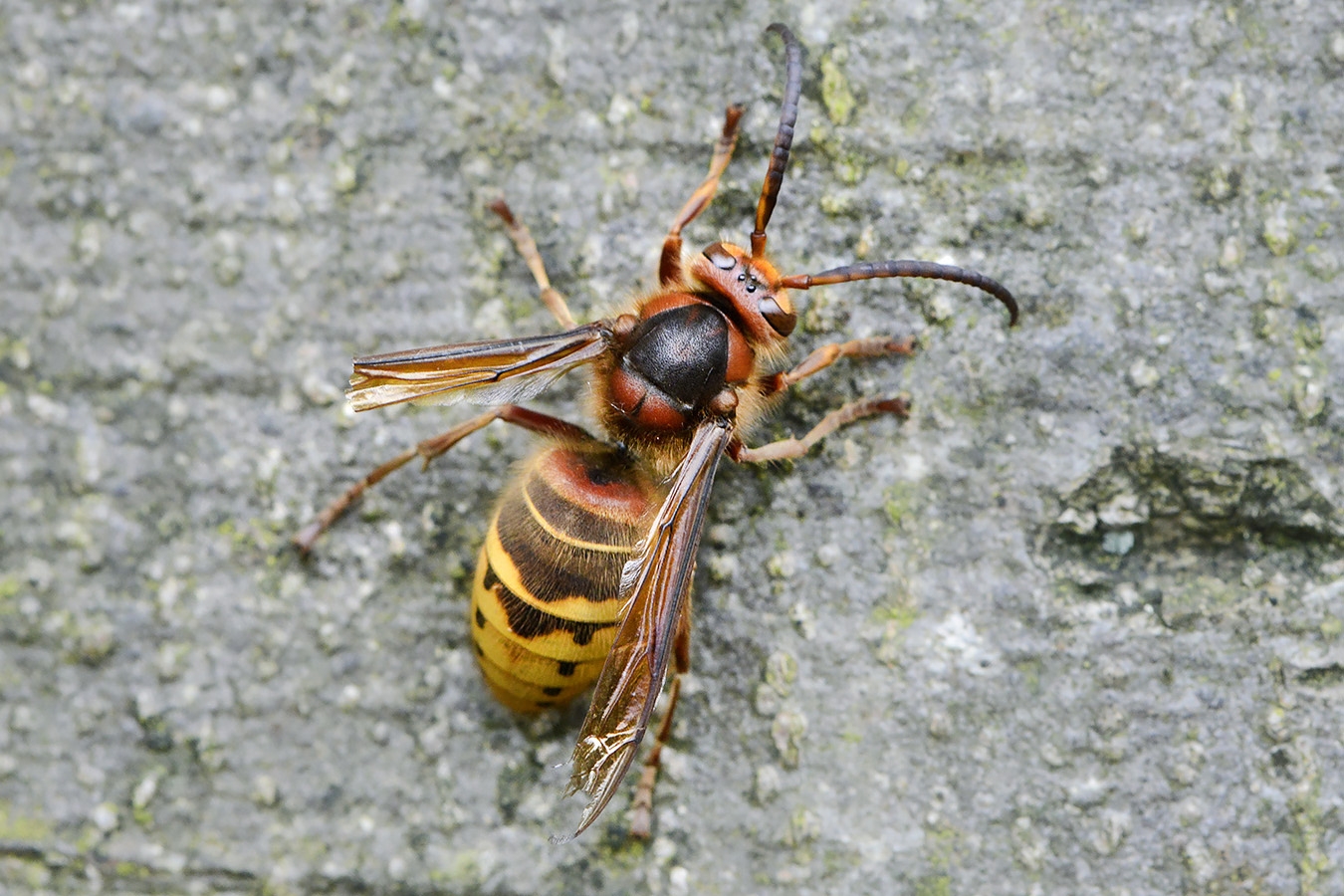hoornaar dar (vespa crabro) 11-2024 1497