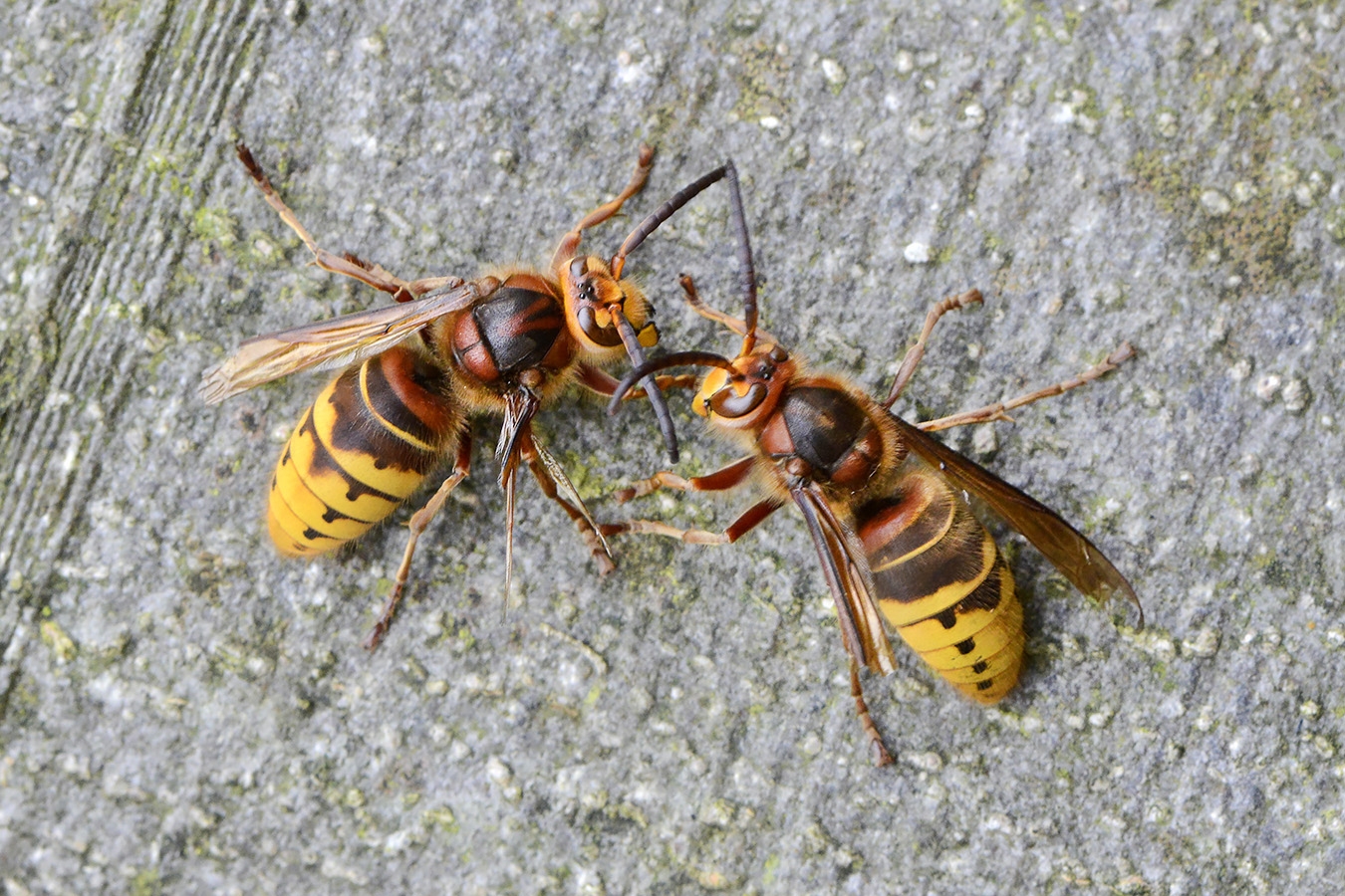 hoornaar dar (vespa crabro) 11-2024 1501