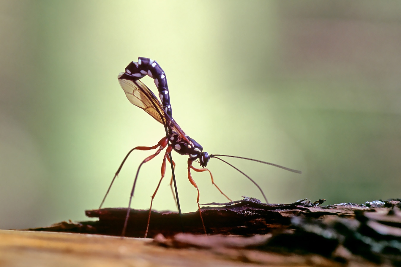 houtsluipwesp (rhyssa persuasoria) 39-11