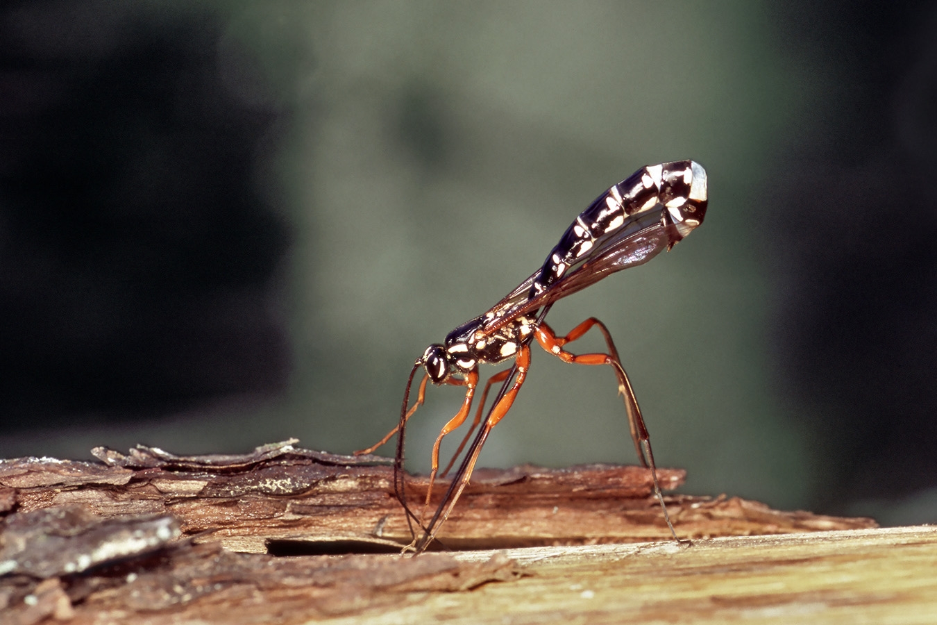 houtsluipwesp (rhyssa persuasoria) 40-2