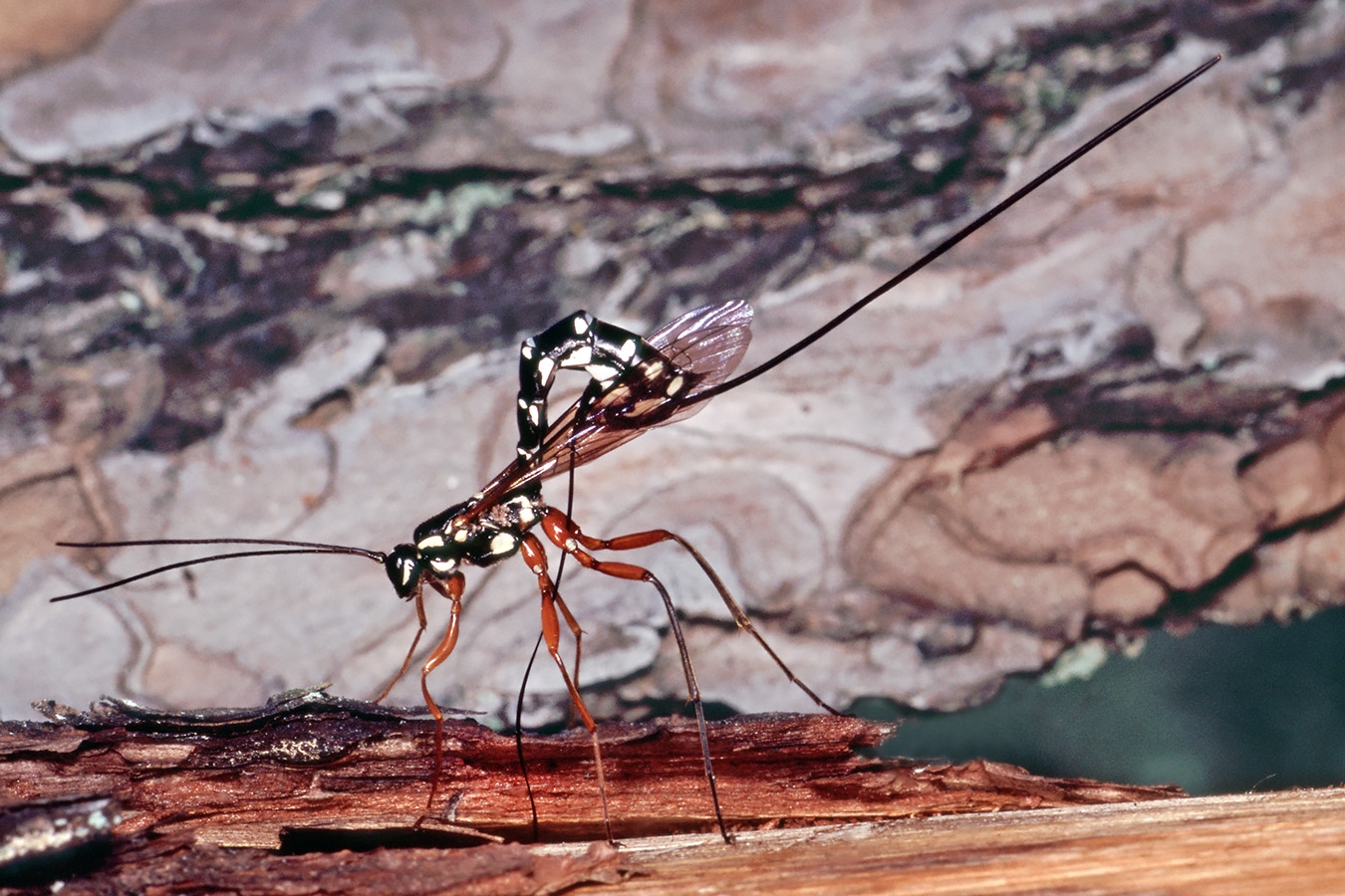 houtsluipwesp (rhyssa persuasoria) 40-4