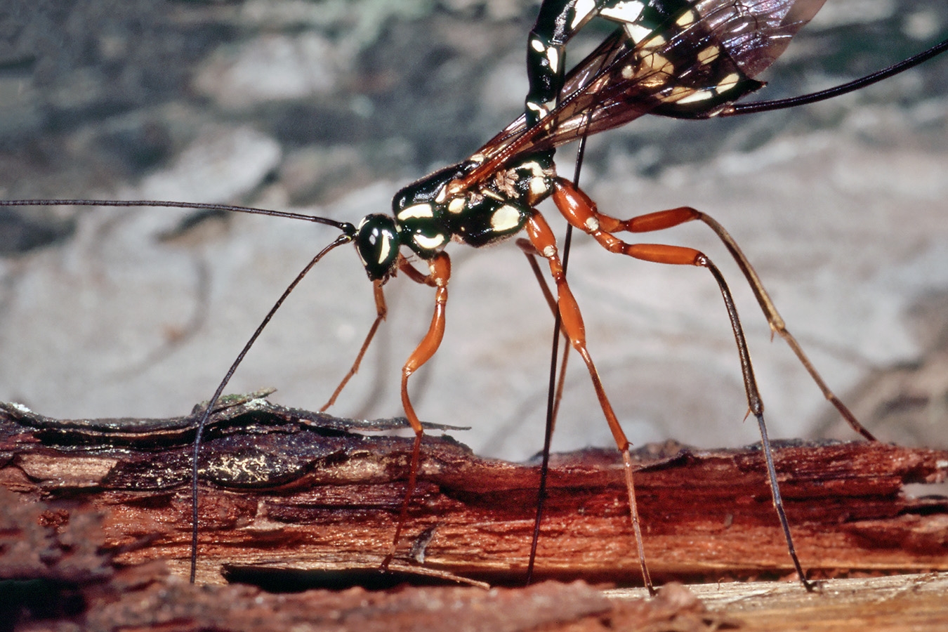 houtsluipwesp (rhyssa persuasoria) 40-5