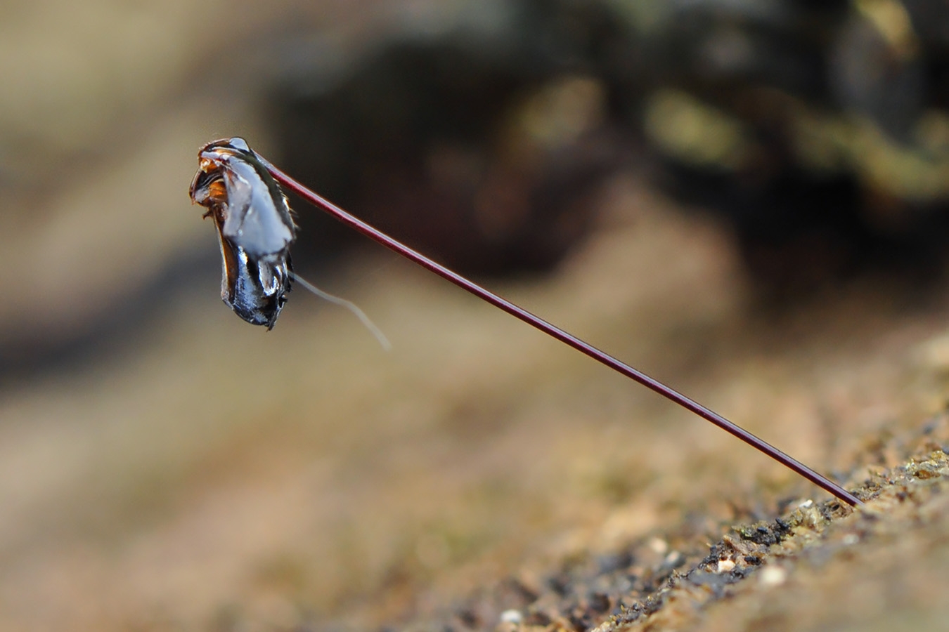 houtsluipwesp (rhyssa persuasoria) 6-2008 0436