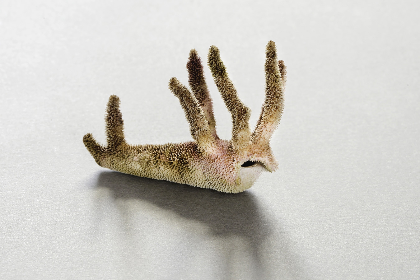 hydrocorella africana 6-2024 0541