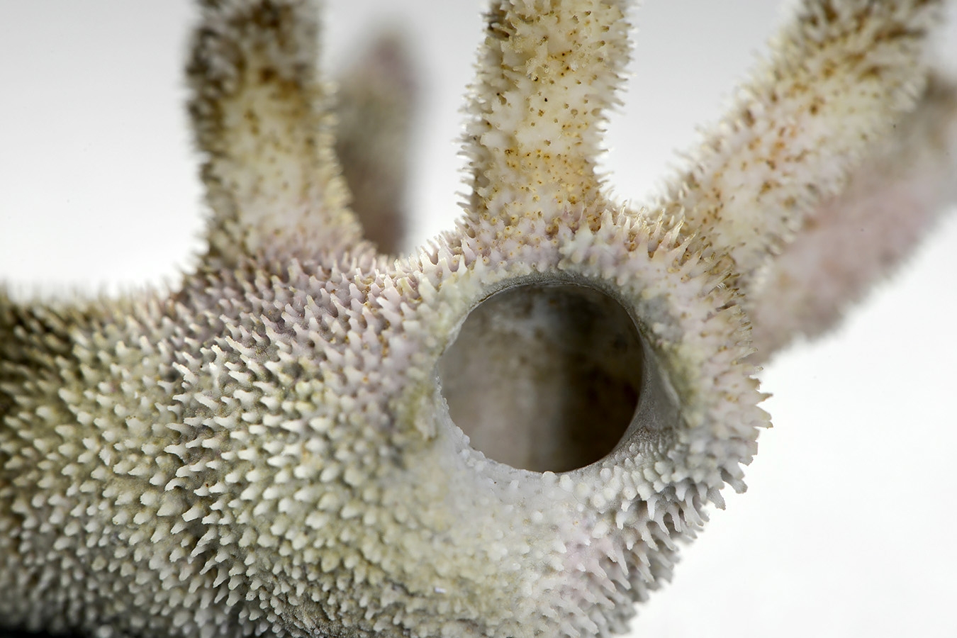 hydrocorella africana 6-2024 0547