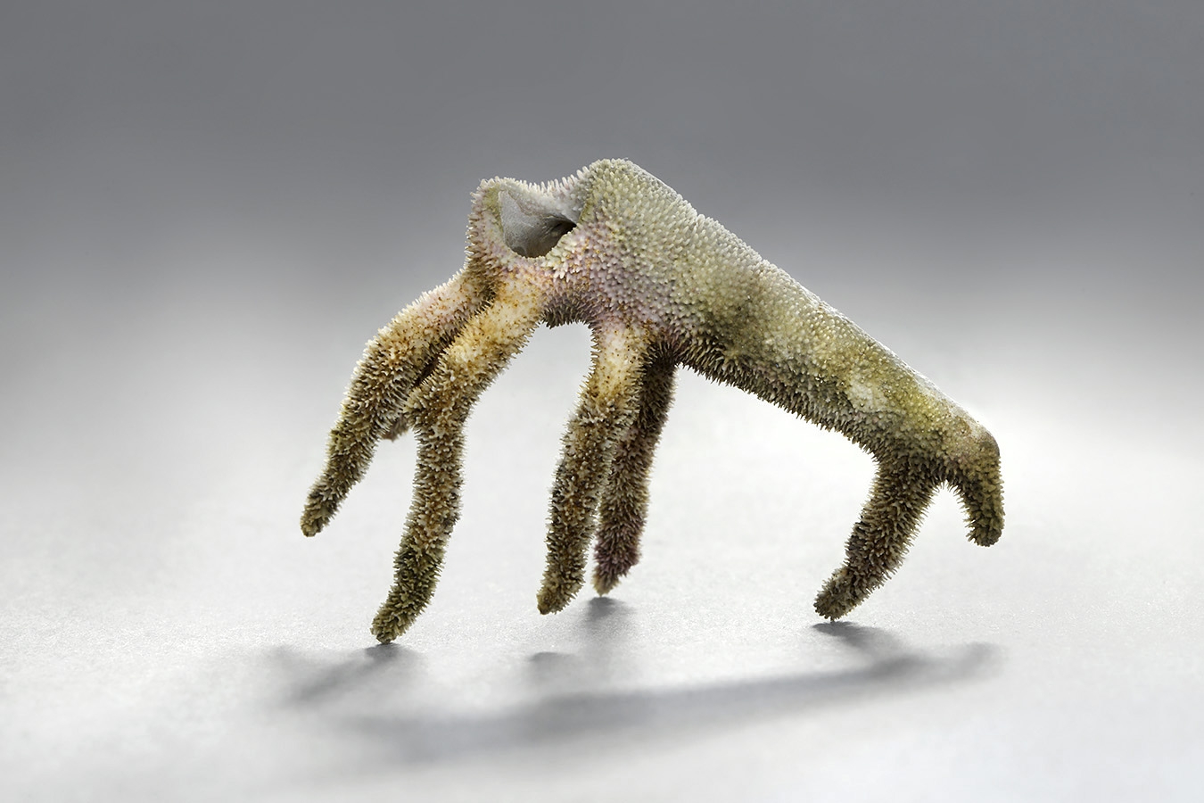 hydrocorella africana 6-2024 0548