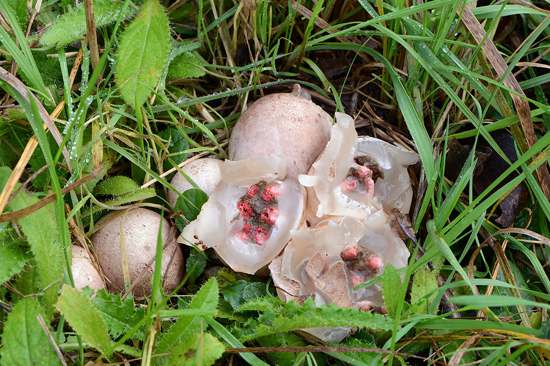 inktviszwam (Clathrus algeri) 11-2019 0360