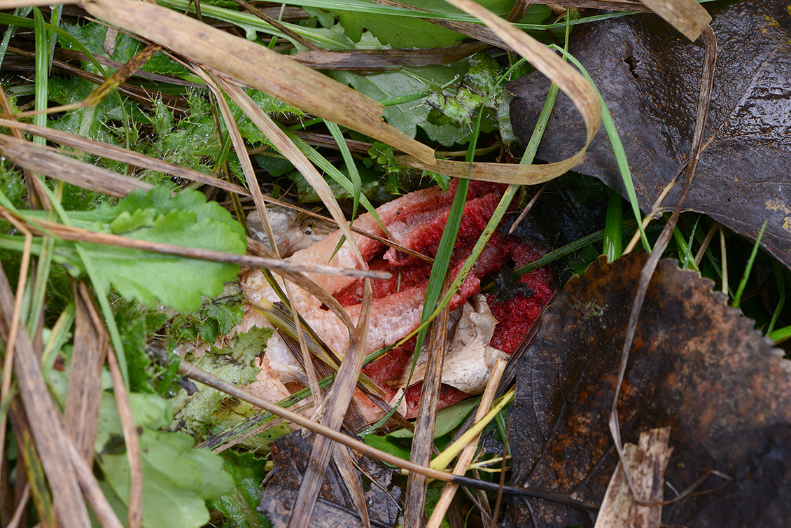 inktviszwam (Clathrus algeri) 11-2019 0362