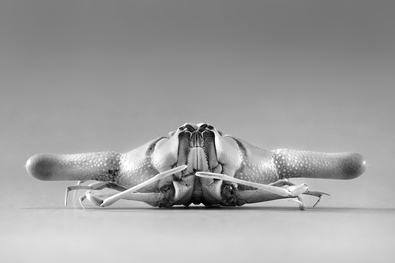 ixa cylindrus 5-2024 0508