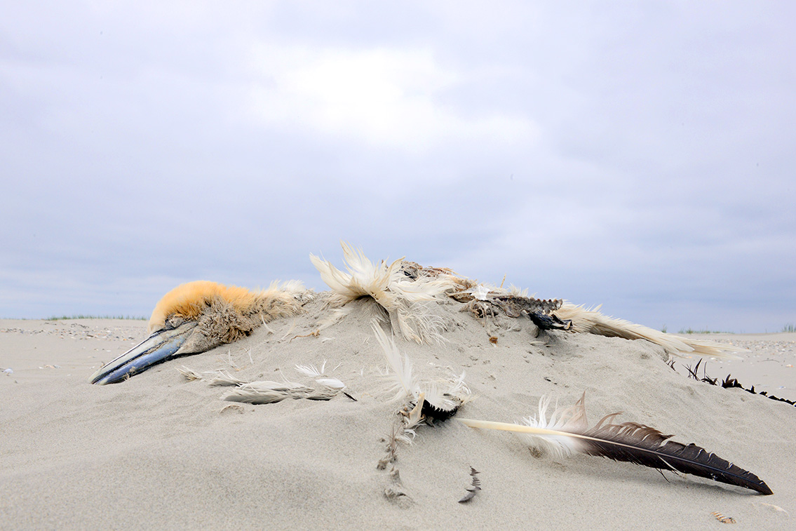 jan van gent (Morus bassanus) 5-2019 9206