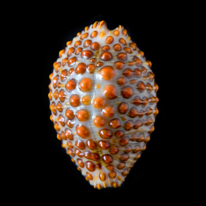 jenneria pustulata 5-2019 9489