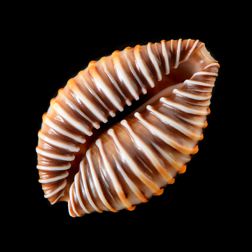 jenneria pustulata 5-2019 9495