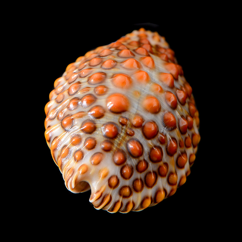 jenneria pustulata 5-2019 9501