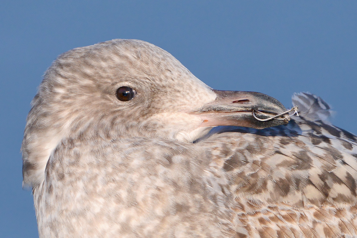 jonge zilvermeeuw (larus argentatus) 2-2019 8162