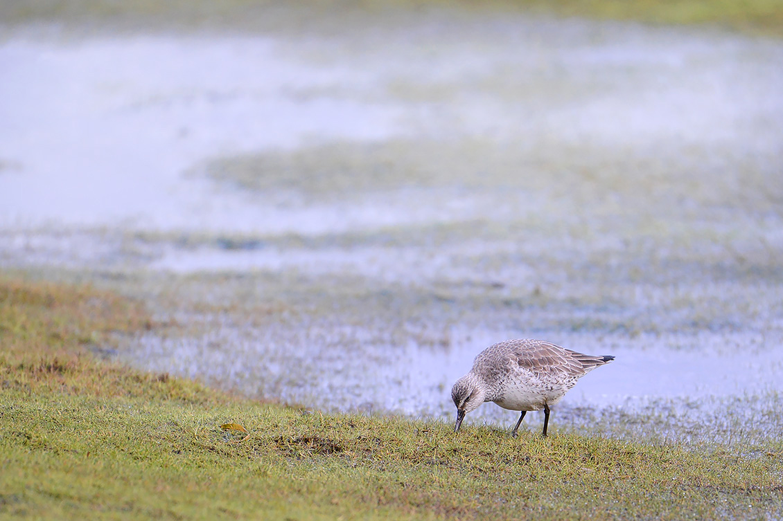 kanoet (Calidris canutus) 2-2020 1594