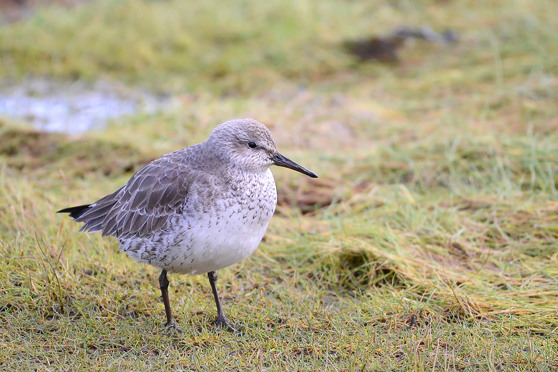kanoet (Calidris canutus) 2-2020 1626