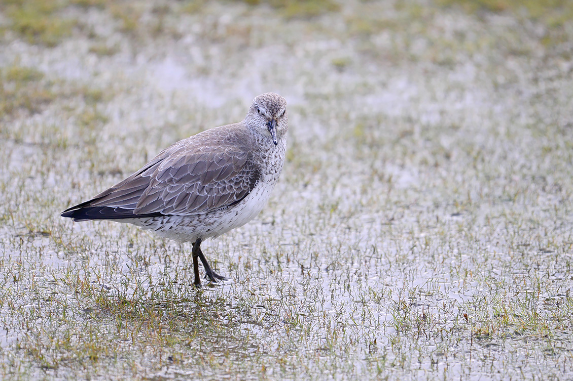 kanoet (Calidris canutus) 2-2020 1635