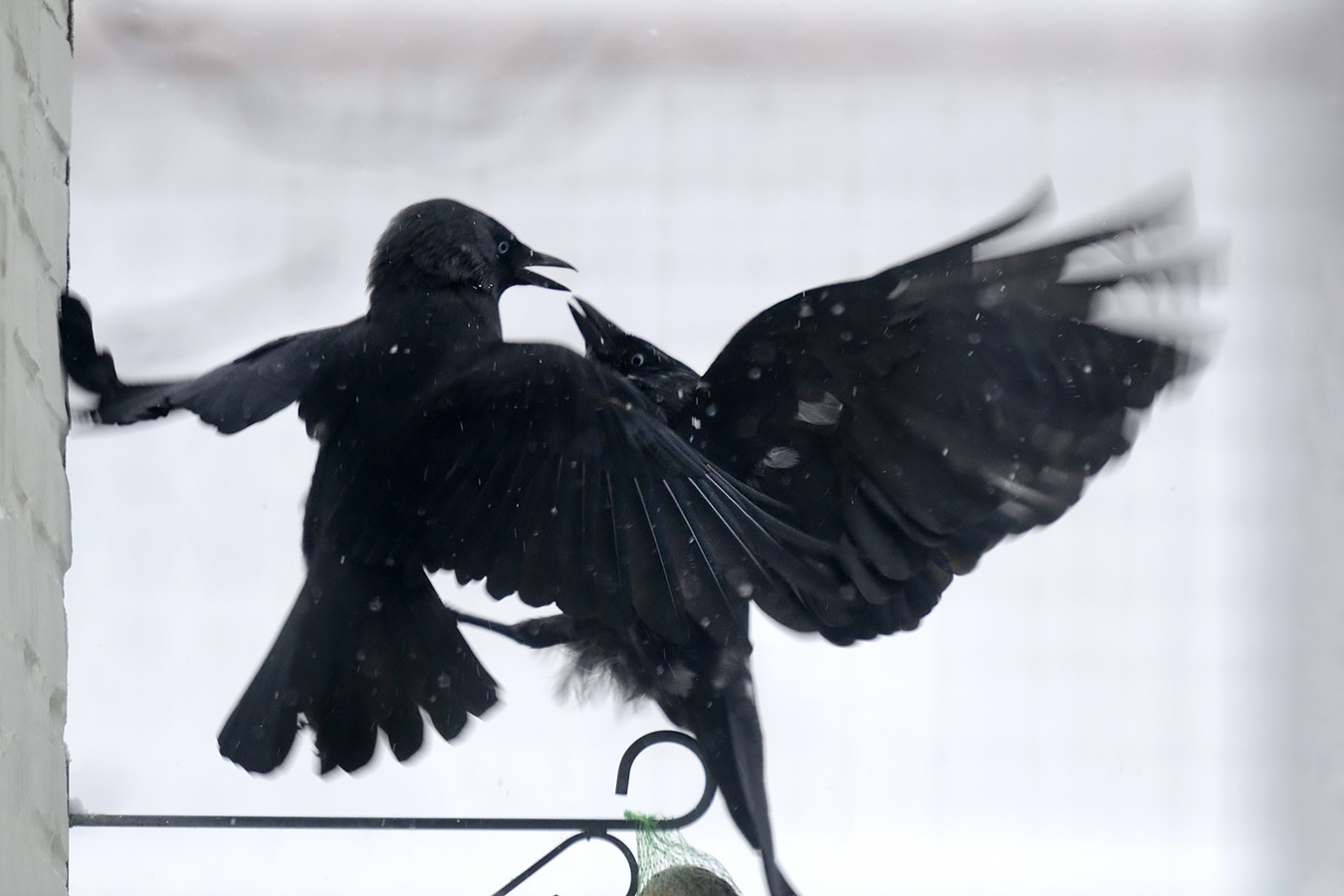 kauw (Coloeus monedula) 1-2025 2808