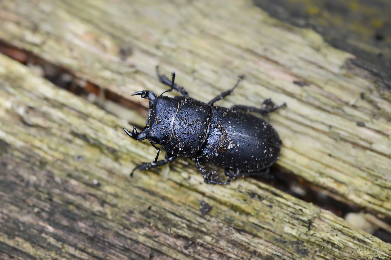 klein vliegend hert (dorcus parallelipipedus) 10-2025 2169