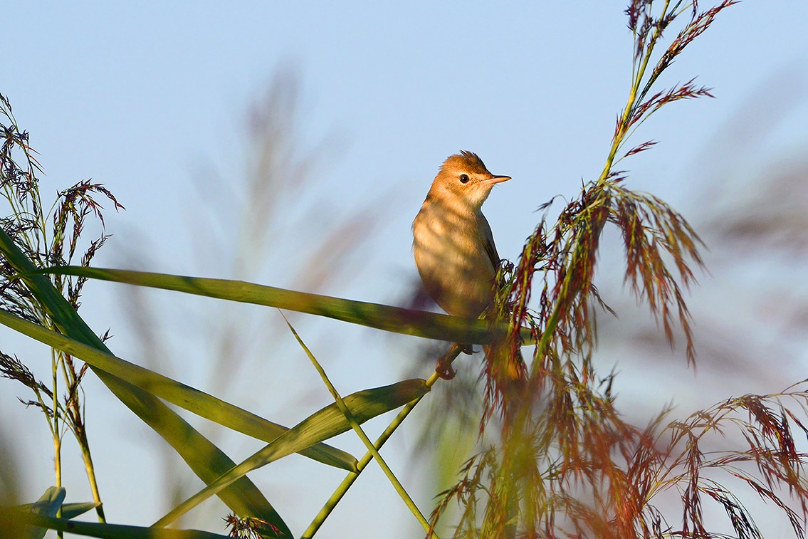 kleine karekiet (Acrocephalus scirpaceus) 8-2020 2747