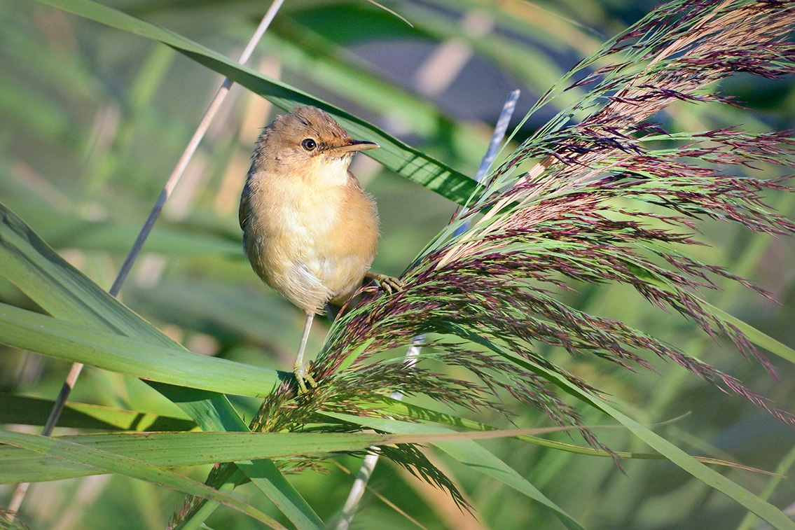 kleine karekiet (Acrocephalus scirpaceus) 8-2020 2764