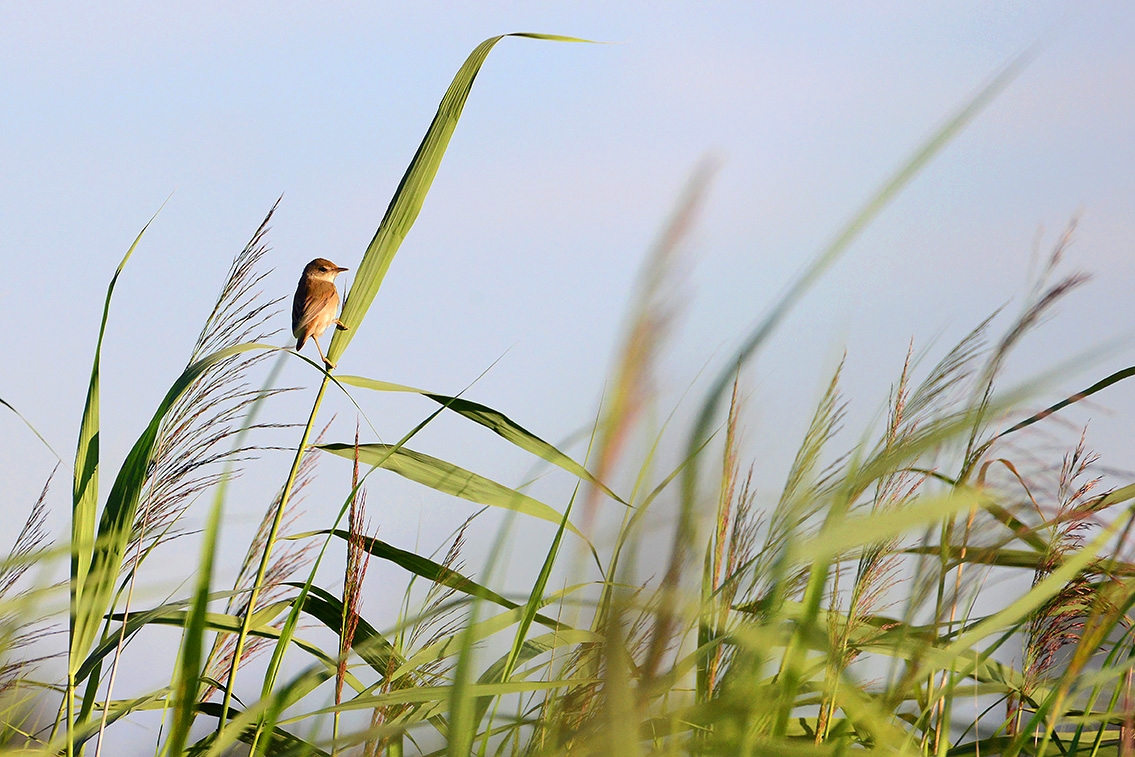 kleine karekiet (Acrocephalus scirpaceus) 8-2020 2814