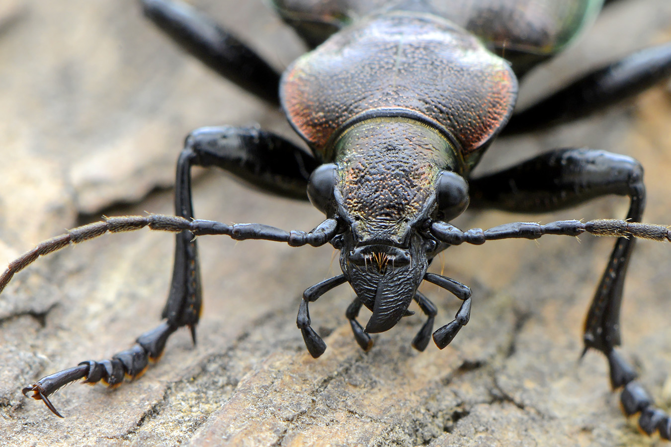 kleine poppenrover 5-2023 (Calosoma inquisitor) 8111