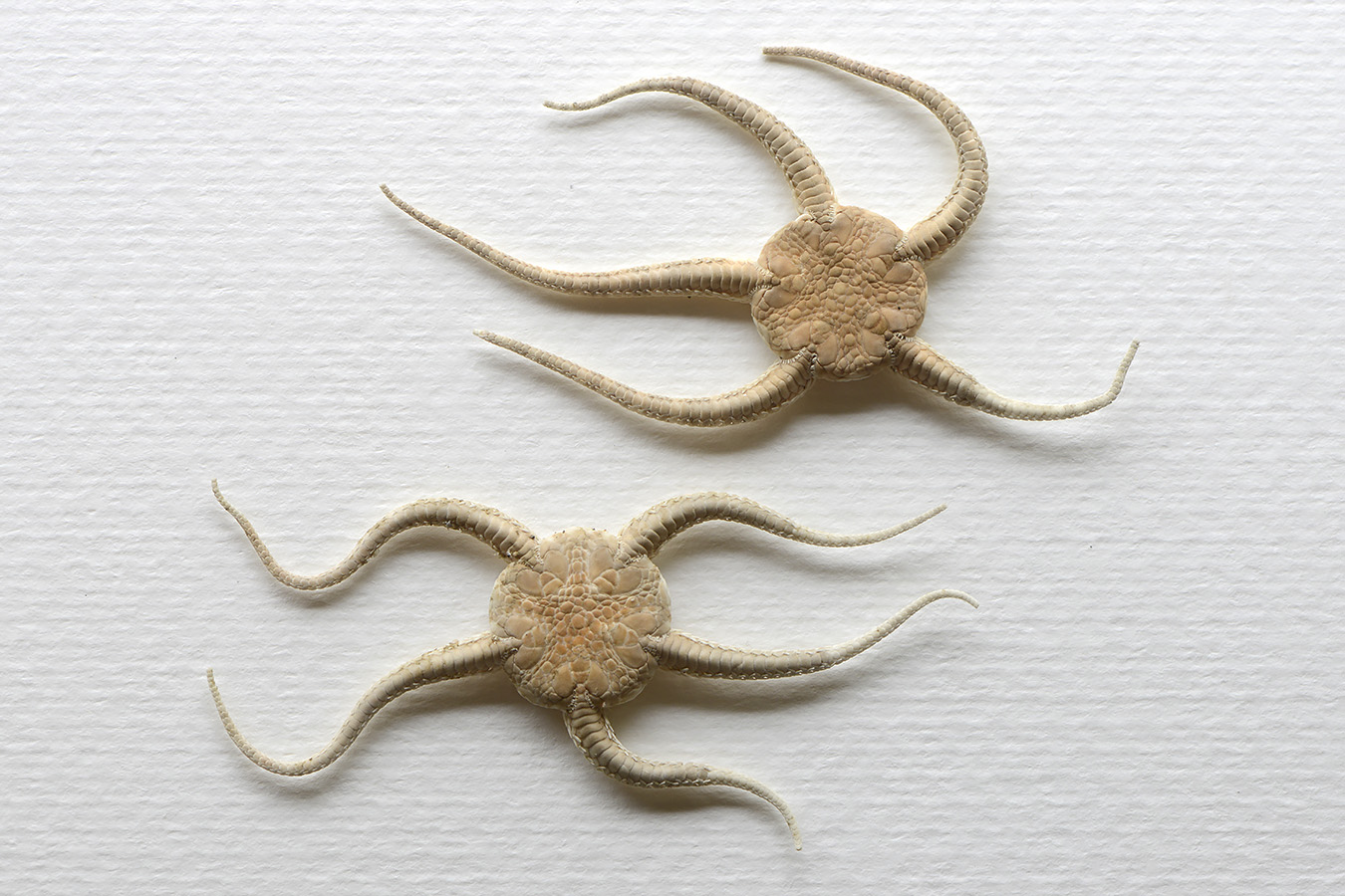 kleine slangster (ophiura albida) 4-2023 7383