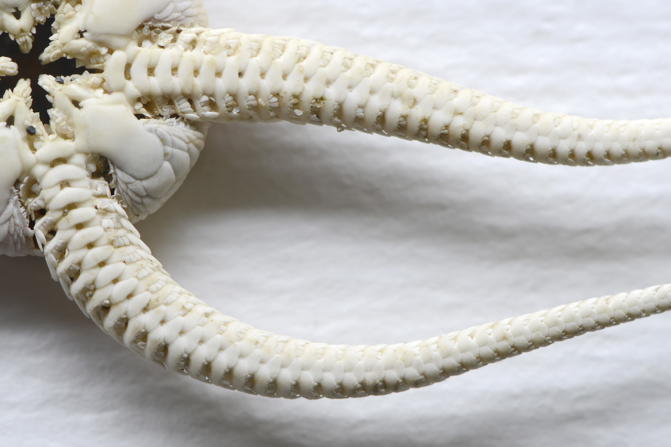 kleine slangster (ophiura albida) 4-2023 7386