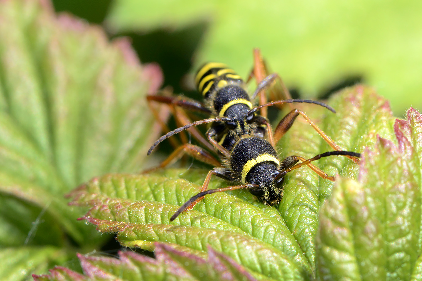 kleine wespenboktor (clytus arietis) 5-2023 8143