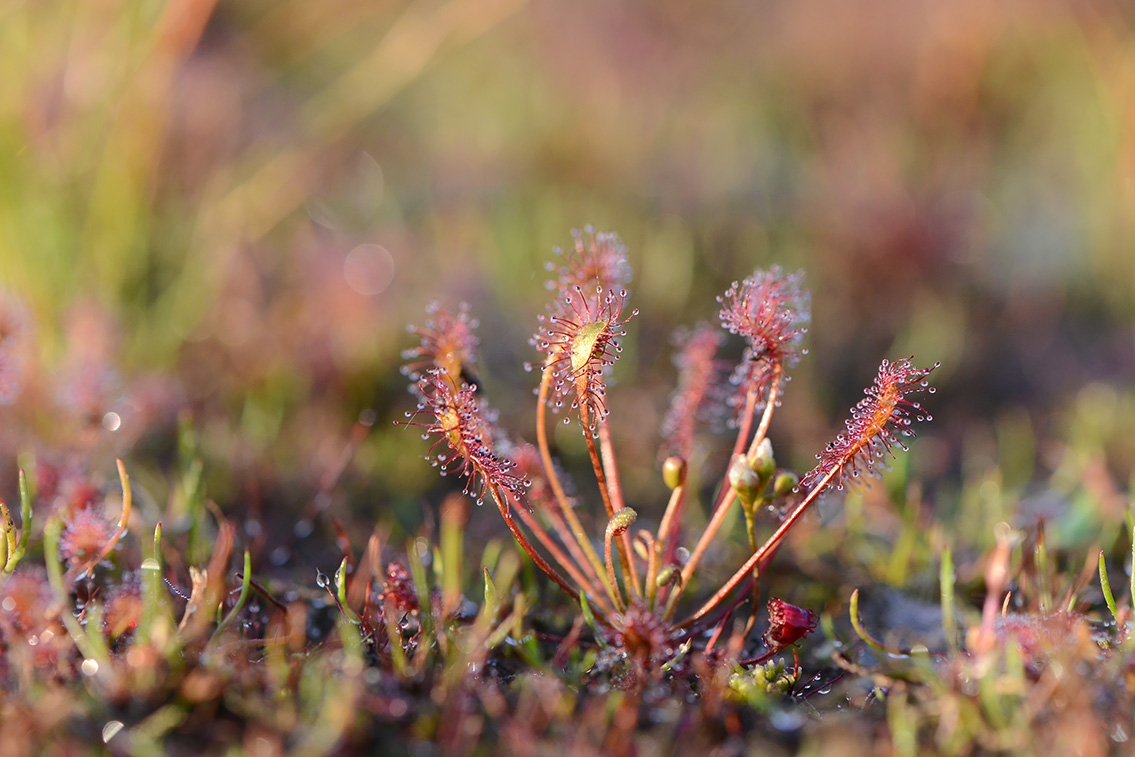 kleine zonnedauw (Drosera intermedia) 7-2020 2069