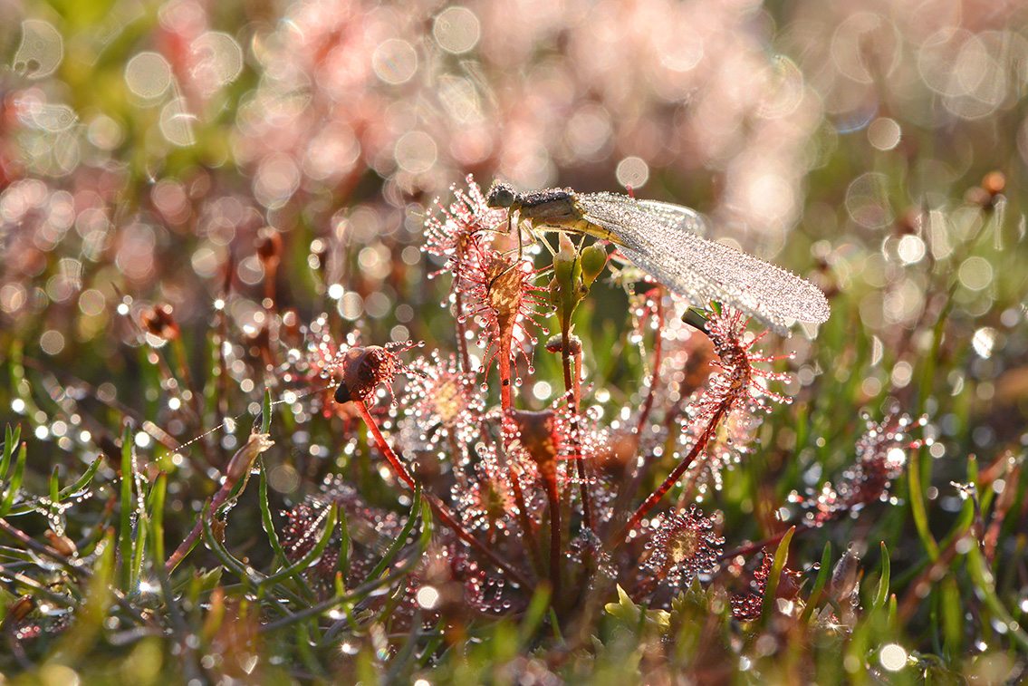 kleine zonnedauw (Drosera intermedia) 7-2020 2078