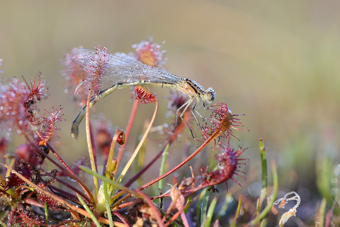 kleine zonnedauw (Drosera intermedia) 7-2020 2083-