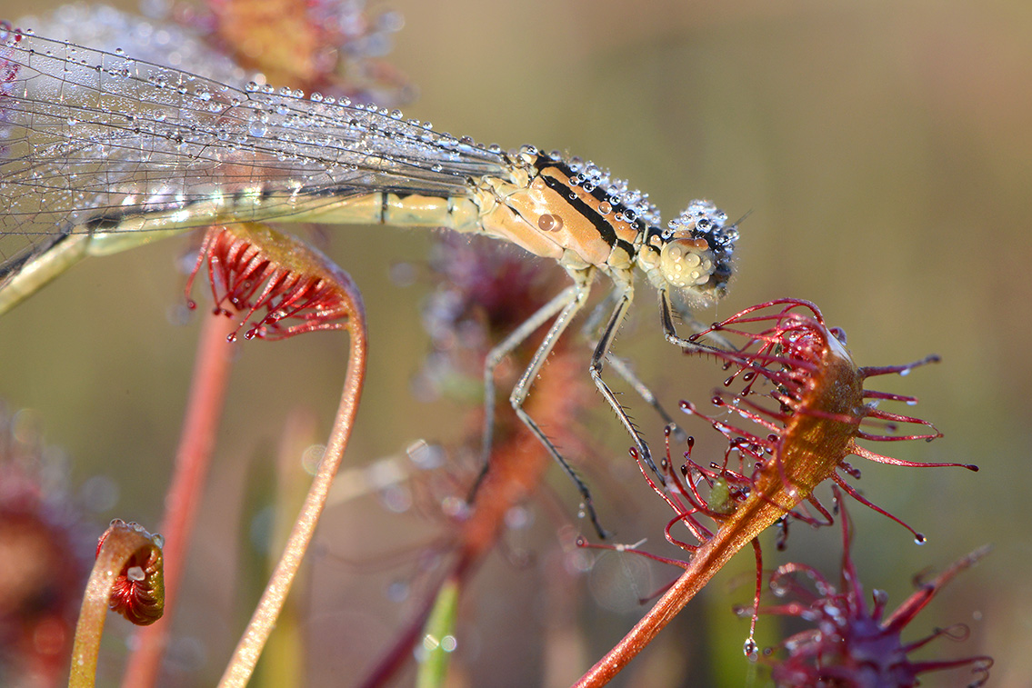 kleine zonnedauw (Drosera intermedia) 7-2020 2088