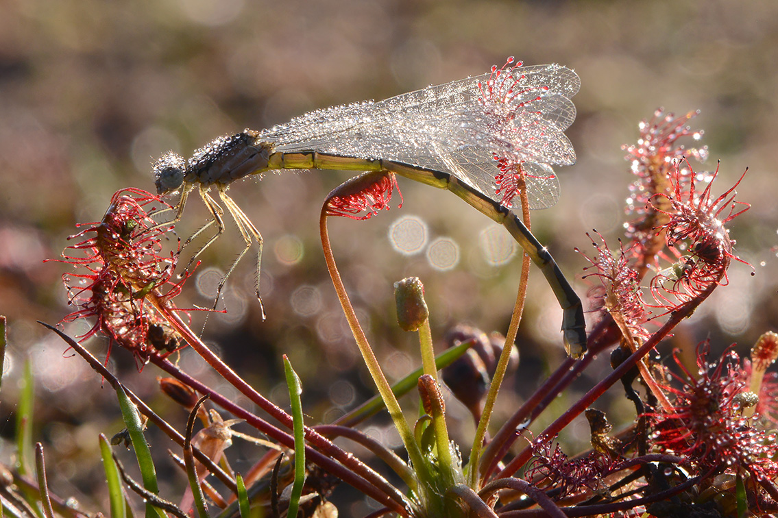 kleine zonnedauw (Drosera intermedia) 7-2020 2089