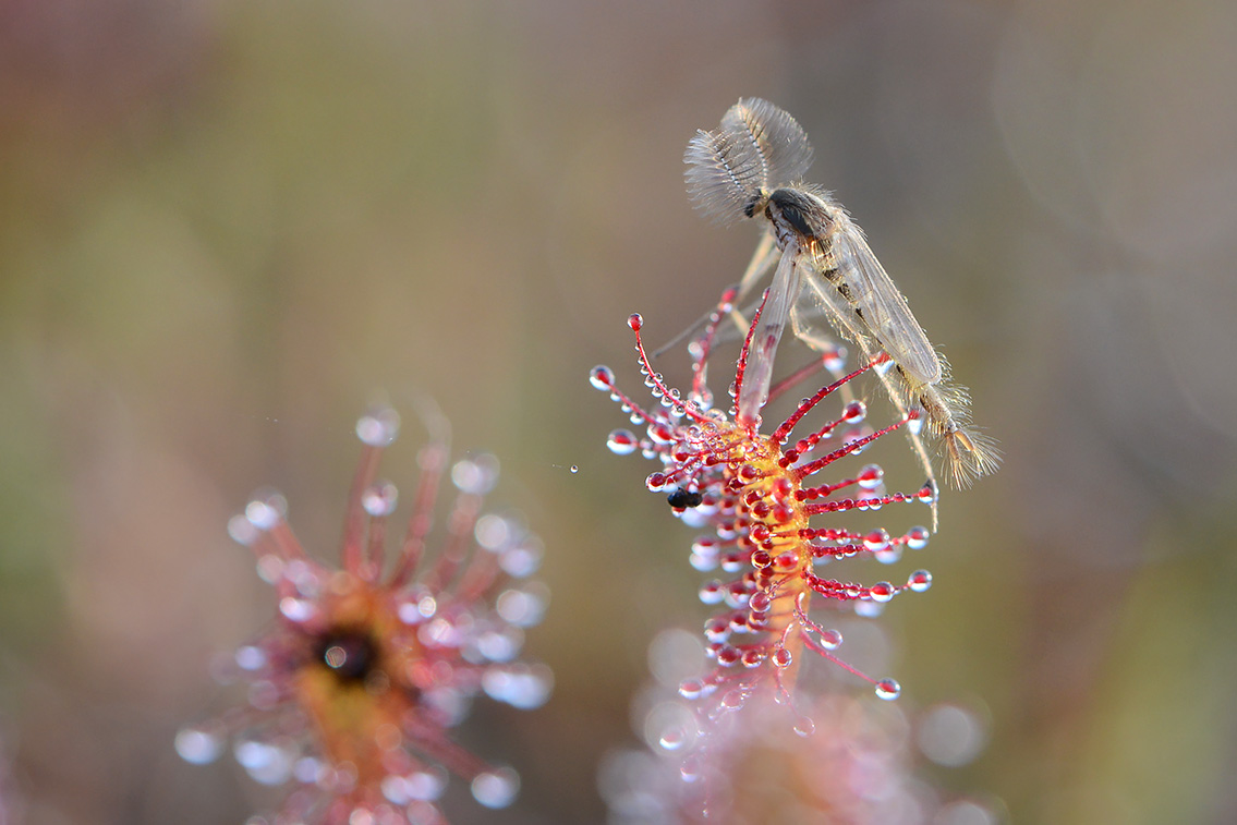 kleine zonnedauw (Drosera intermedia) 7-2020 2099