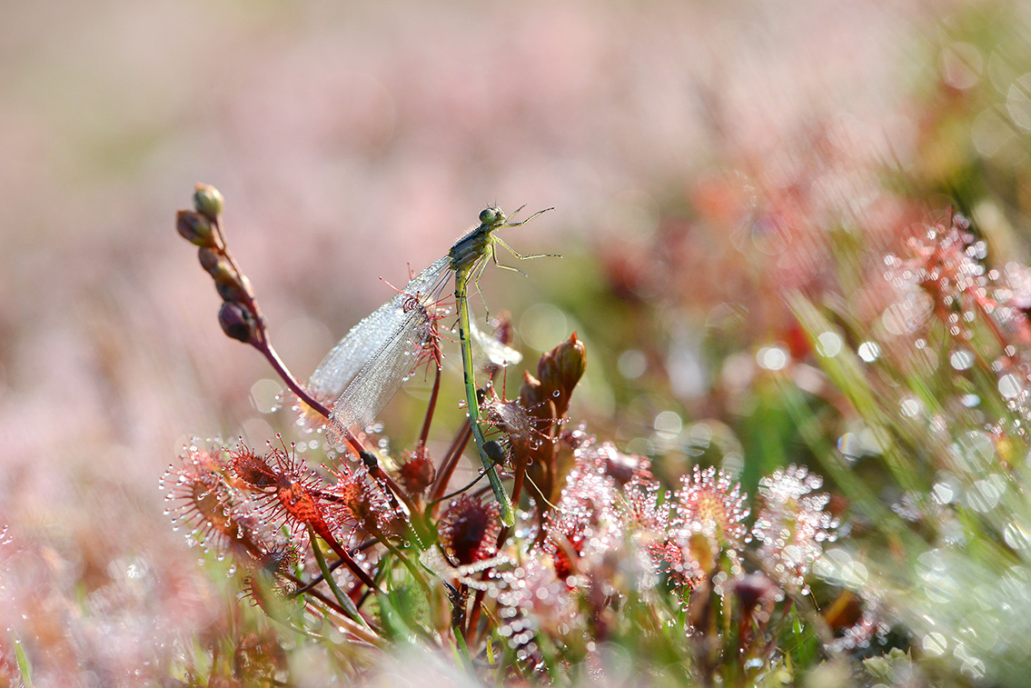 kleine zonnedauw (Drosera intermedia) 7-2020 2126
