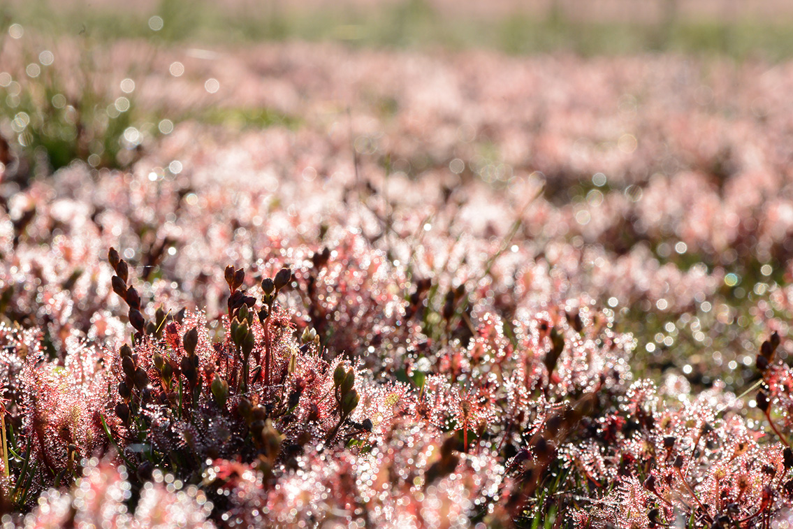 kleine zonnedauw (Drosera intermedia) 7-2020 2127