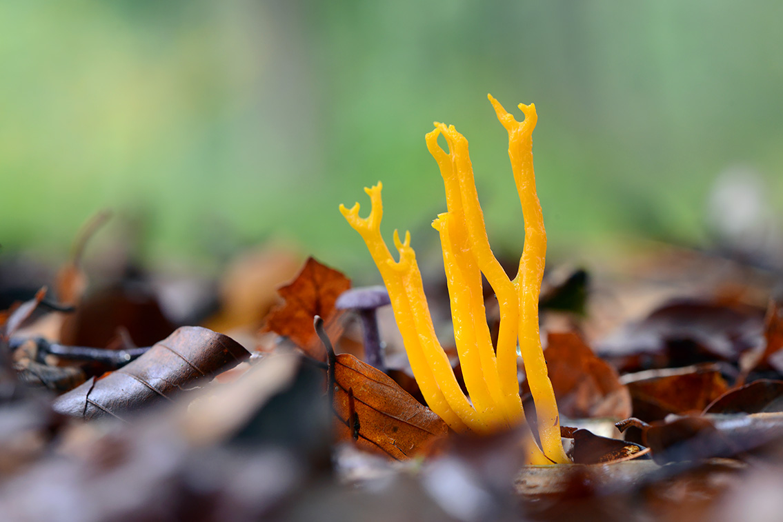 kleverige koraalzwam (Calocera viscosa) 10-2020 3669