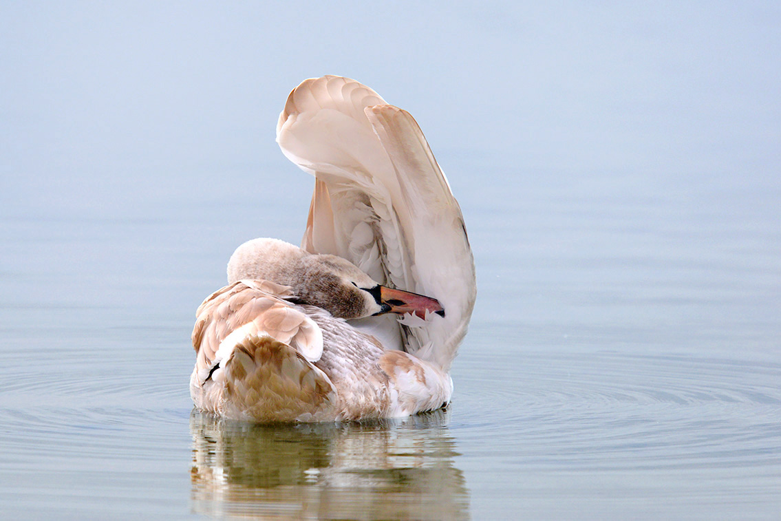 knobbelzwaan (Cygnus olor) 1-2017 4516