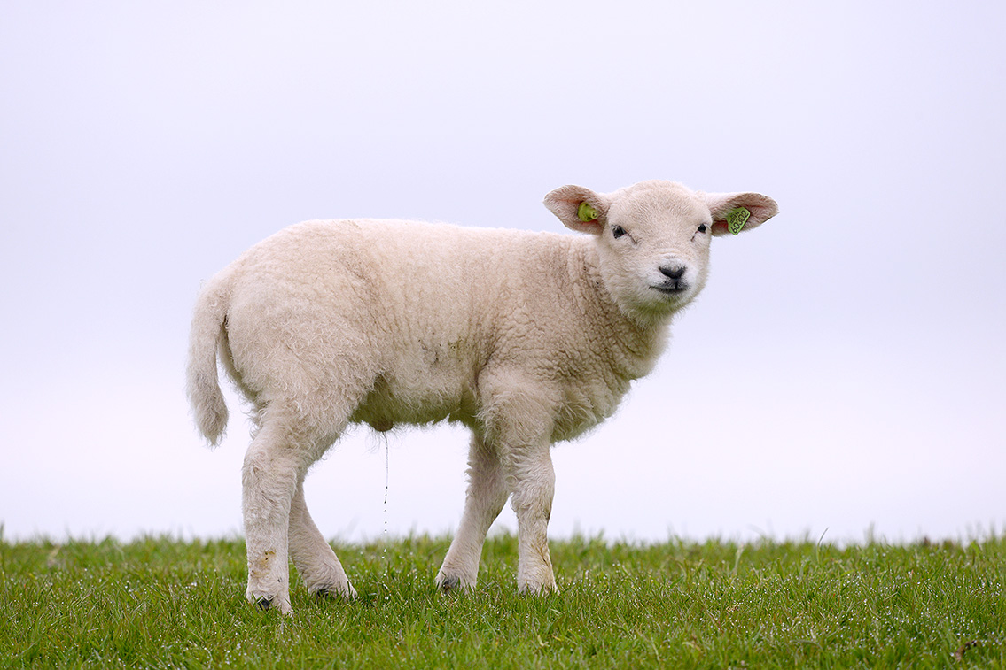 lam (Ovis orientalis aries) 4-2019 8720