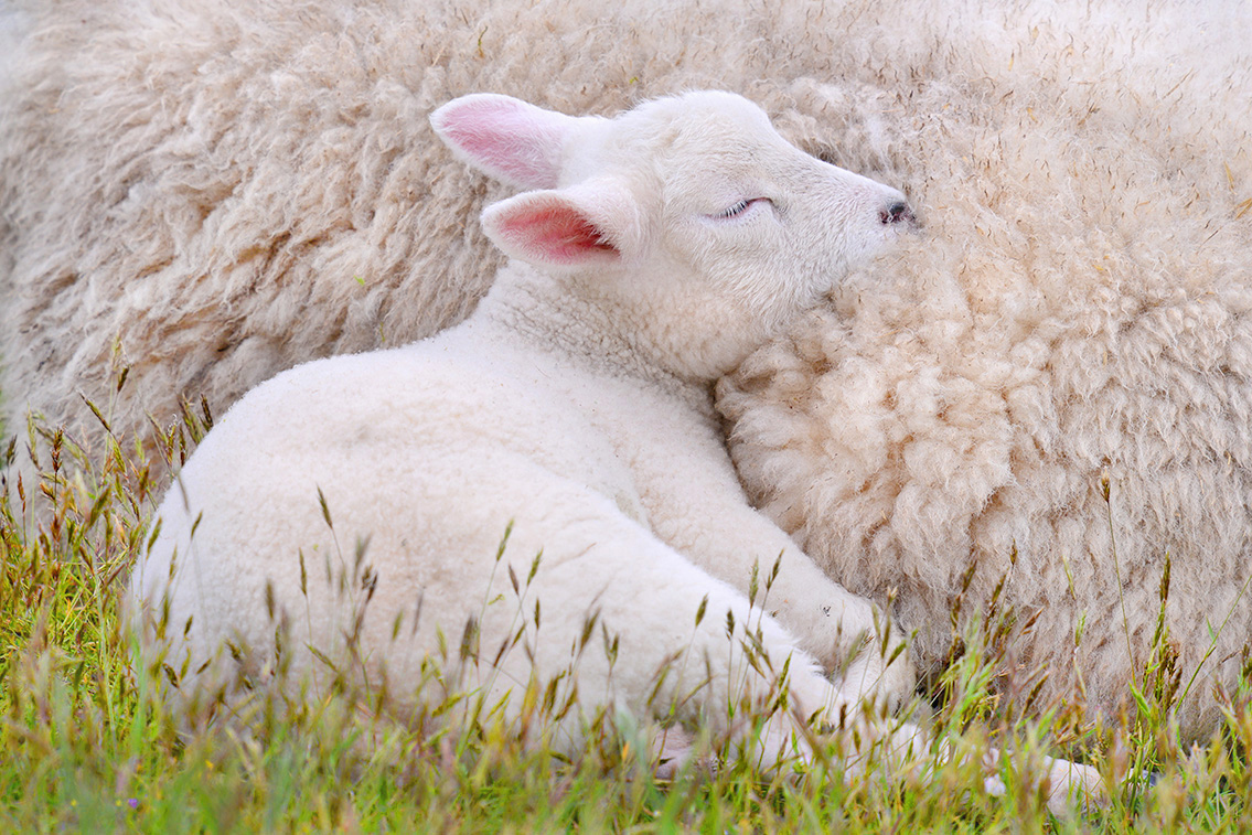 lam (Ovis orientalis aries) 4-2019 8735