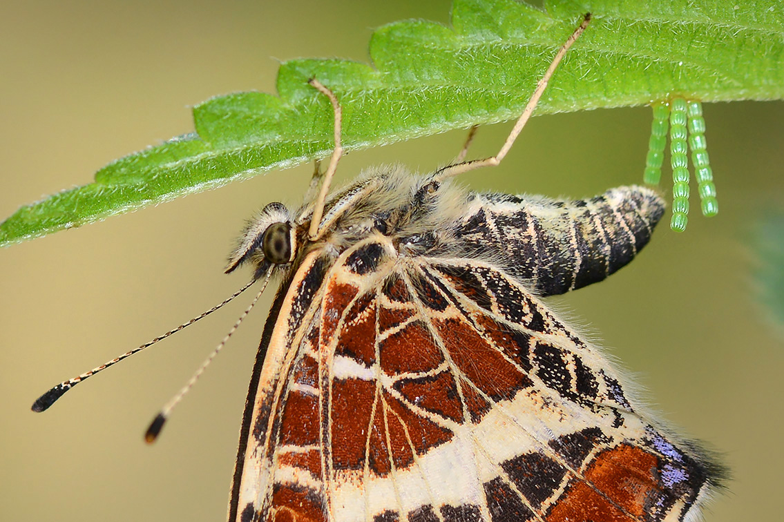 landkaartje (araschnia levana) 7-2021 8333