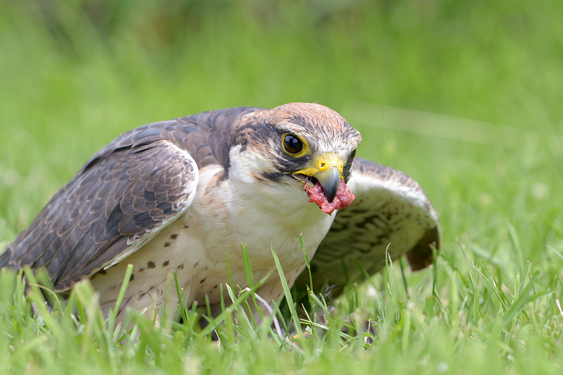 lanner valk (Falco biarmicus) 6-2016 0925